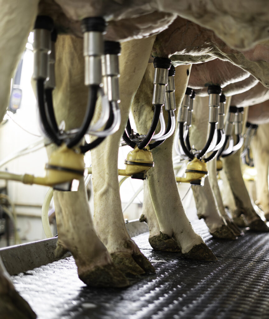 Capa Controle Leiteiro - Mobile