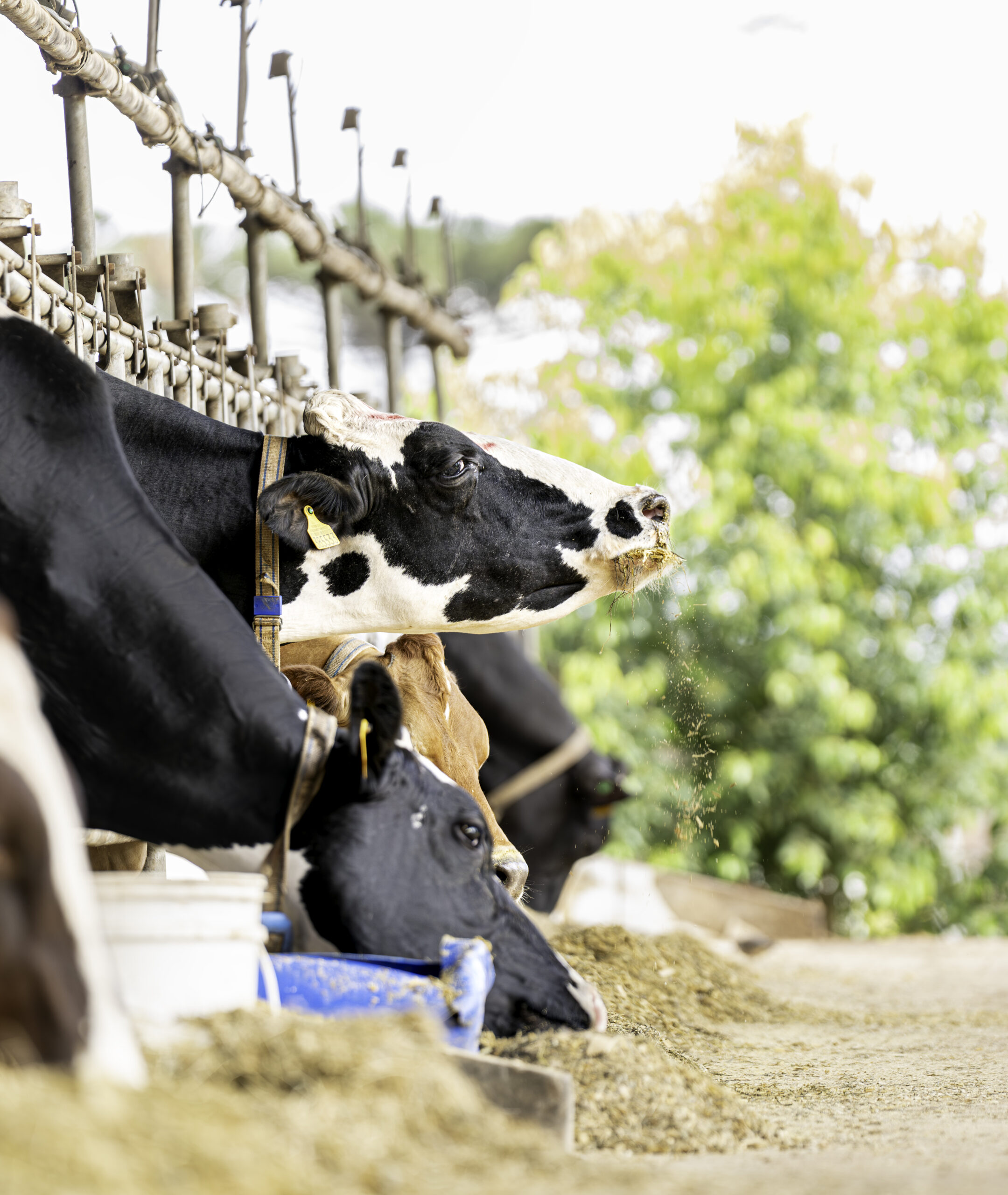 Foto miniatura - Programas e Aplicativos