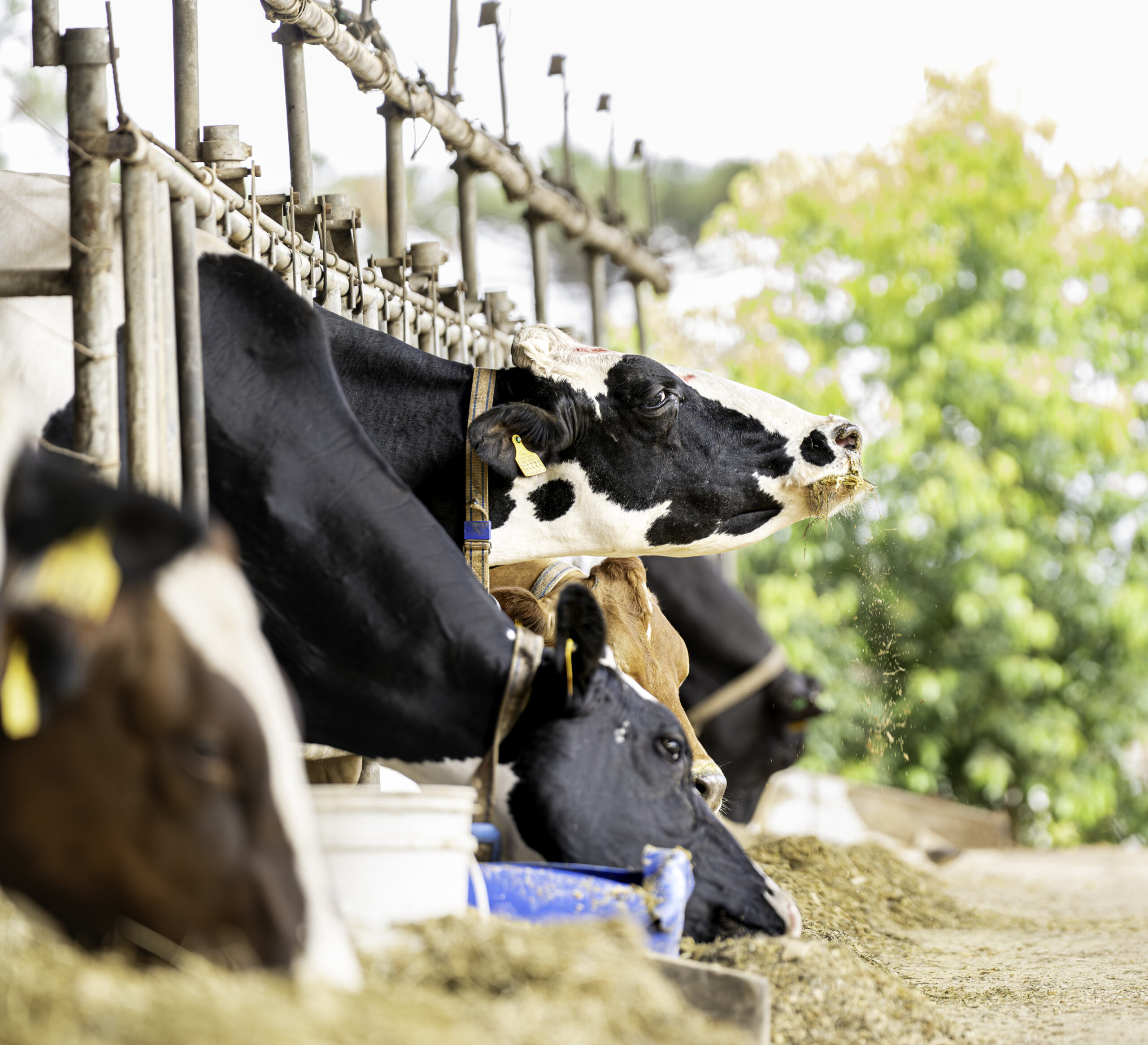 Capa Programas e Aplicativos - Mobile