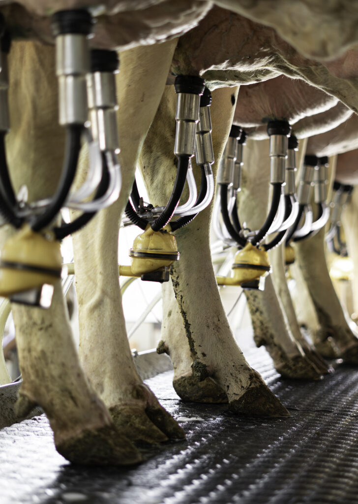 Foto miniatura – Controle Leiteiro