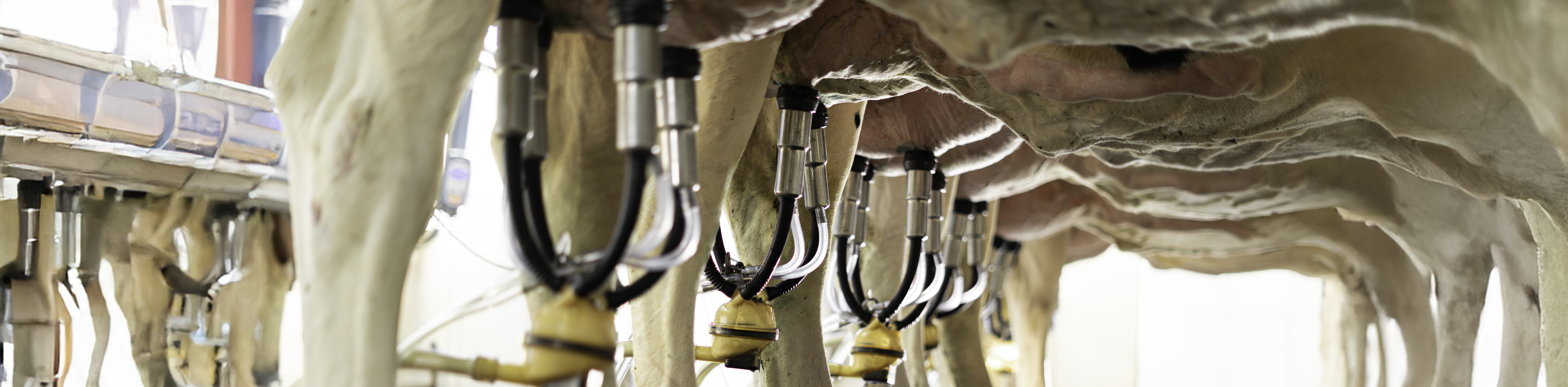 Capa Controle Leiteiro - Desktop