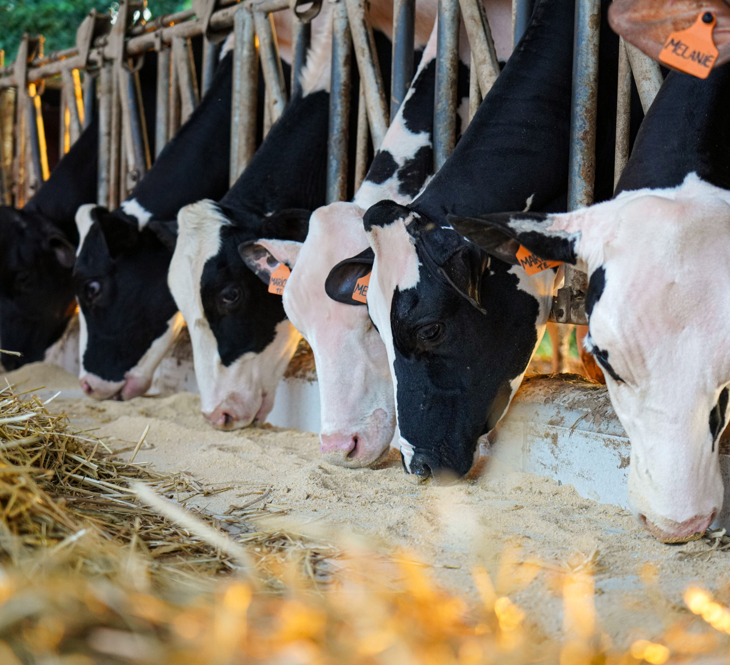 Capa Laboratório de Sanidade - Mobile