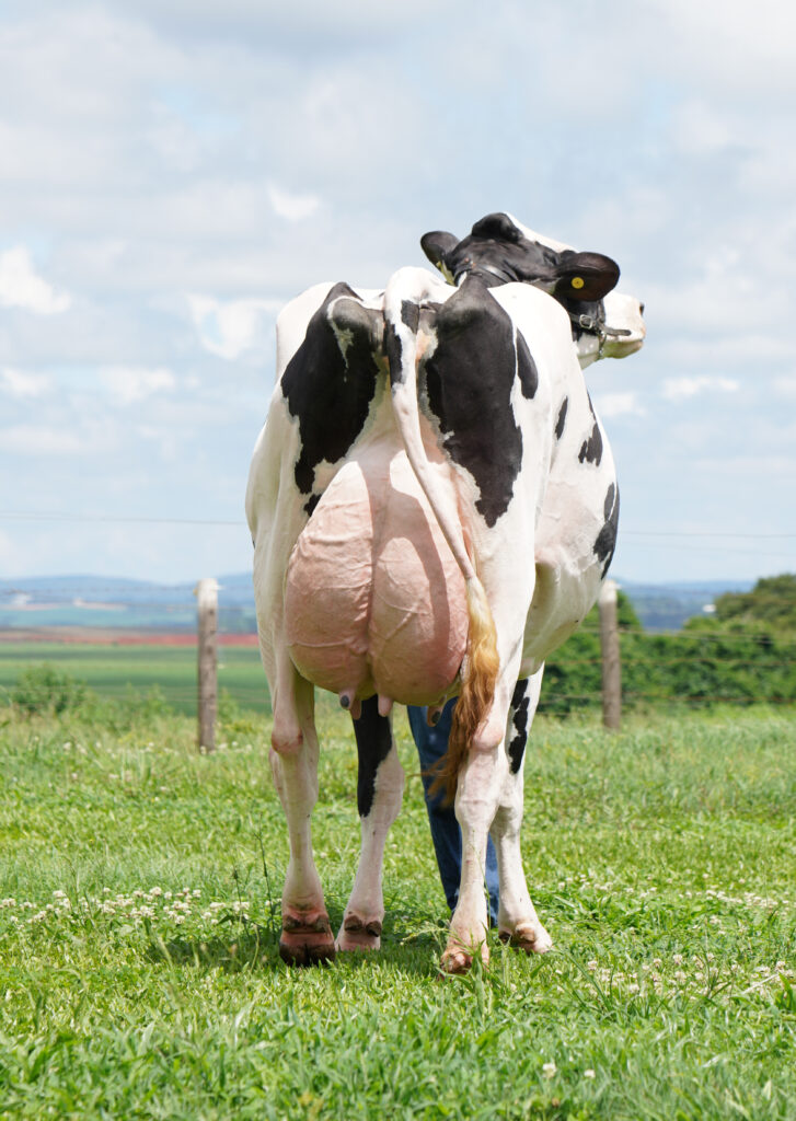 Foto miniatura – Classificação