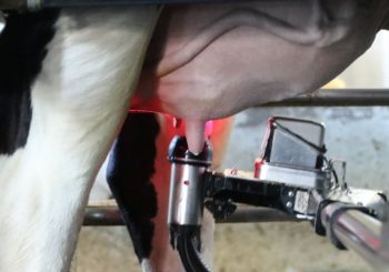 CONSELEITE-01-2025-02-350×245