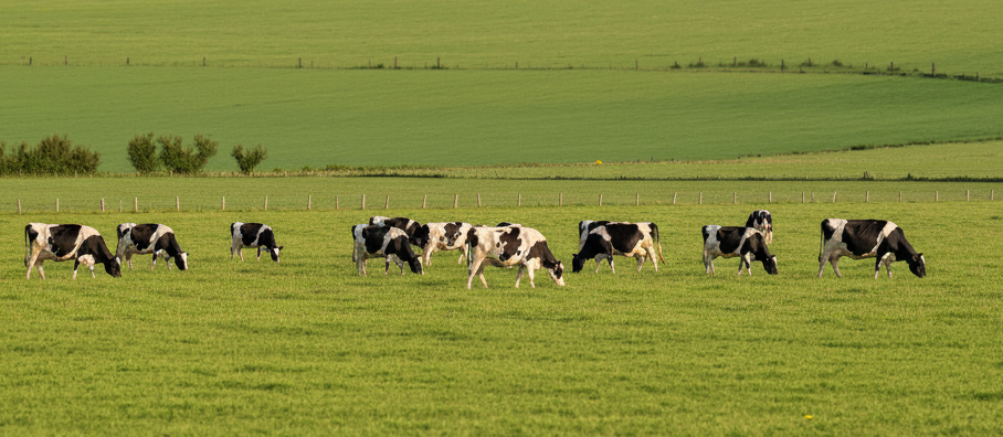 Foto Vaca - Capa Mobile