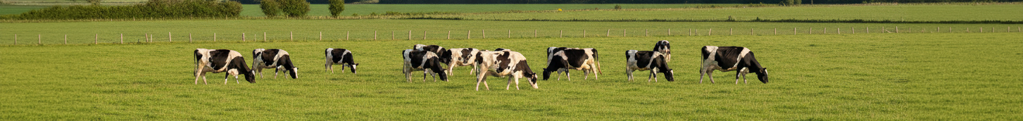 Foto Vaca - Capa Computador