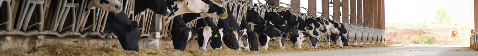 Capa Serviços - Desktop