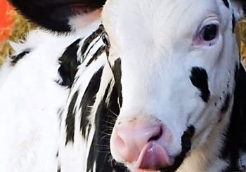 MK-12-2024-51-DESTAQUE-350×245